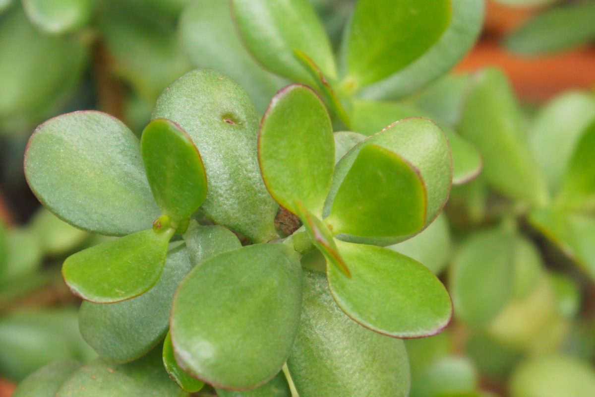 कुबेराला अत्यंत प्रिय आहे ही वनस्पती, घराच्या या दिशेला लावल्यास होईल धनवर्षा