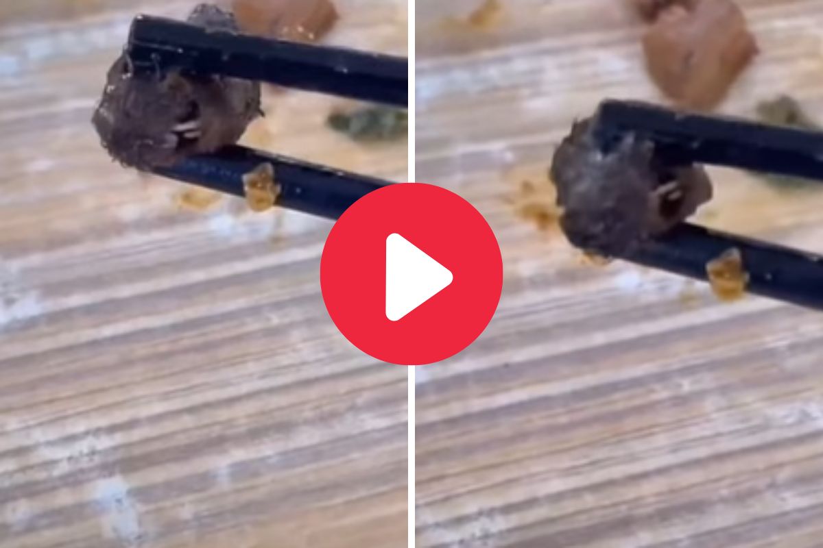 विद्यार्थ्याच्या जेवनात विचित्र गोष्ट सापडली