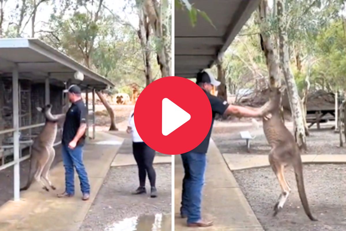 कांगारुचा पर्यटकावर हल्ला