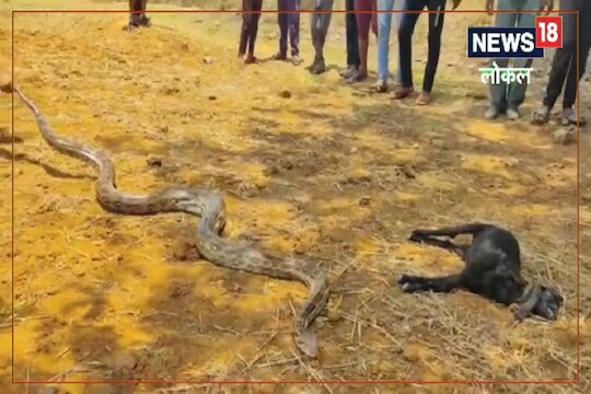 महाकाय अजगरानं बकरीच्या पिल्लाला आवळलं अन्...! पाहून गावकऱ्यांनाही घाम फुटला 