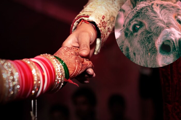 तुम्हाला गाढवाचं लग्न हे नाटक, फिल्म माहिती असेल. ज्यात माणसाचं लग्न गाढवासोबत लावून दिलं जातं. पण प्रत्यक्षात तुम्ही असं कधी पाहिलं आहे का? प्रत्यक्षात अशी प्रथा आहे, जिथं लग्न नाही पण गाढविणीसोबत संबंध मात्र ठेवावे लागतात. 