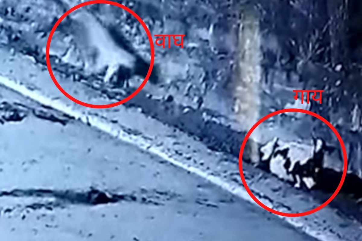 गाय आणि वाघाचा व्हिडीओ (फोटो - व्हिडीओ ग्रॅब)