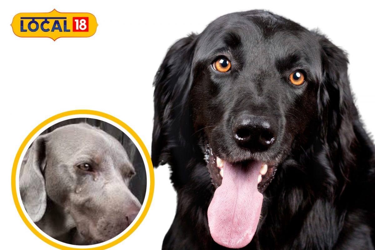 Solapur News: रात्रीच्या वेळी कुत्री का रडतात? त्यांना असं काय दिसतं? काय आहे कारण?