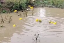 रंग बदलणारे बेडूक पाहिलेत का? सर्व काही  बेडकीणीला आकर्षित करण्यासाठीच...