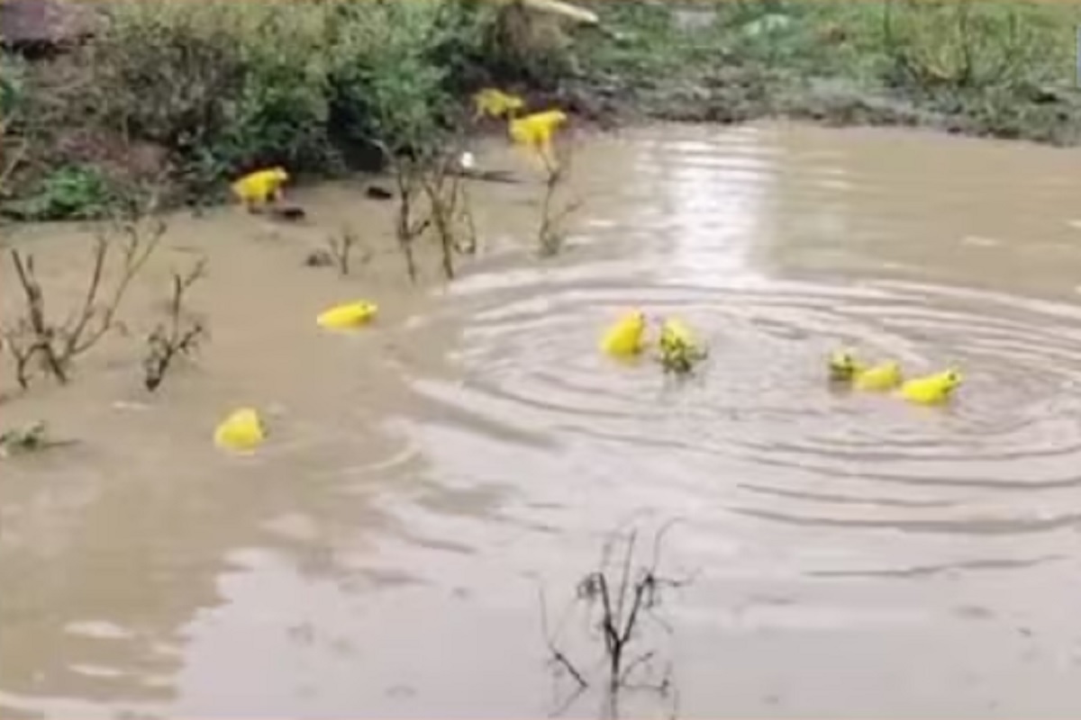 पावसात चक्क पिवळ्या रंगाची बेडकं बाहेर पडली आहेत.
