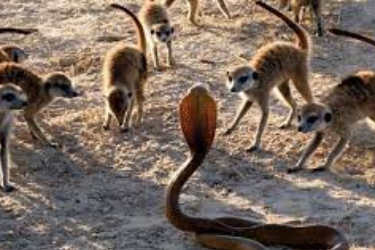 सोर्स : सोशल मीडिया