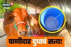 उन्हाळ्यात तुमच्या घरी दूध पातळ का येतं? काय आहे नेमकं कारण? Video