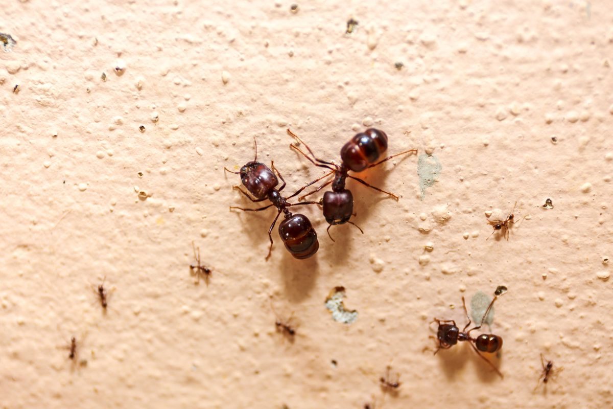 प्रतीकात्मक फोटो