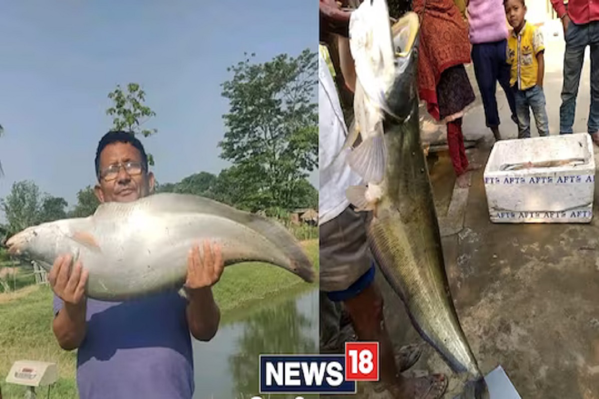 छोट्या तलावात भले मोठे मासे, वजन सोडा किंमत ऐकून व्हाल हैराण