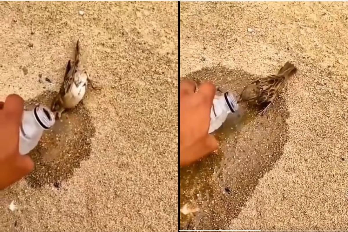 तहानेनं व्याकूळ चिमणीला पाजलं पाणी