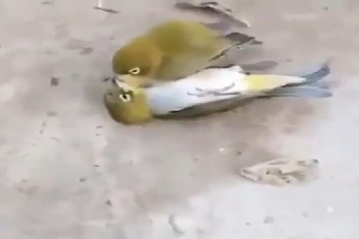 पक्ष्यांचा भावुक व्हिडीओ (फोटो - ट्विटर व्हिडीओ ग्रॅब)
