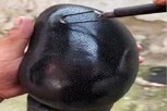 कधी खाल्ला आहे का हा काळा आंबा? आतून कसा असतो VIDEO पाहा