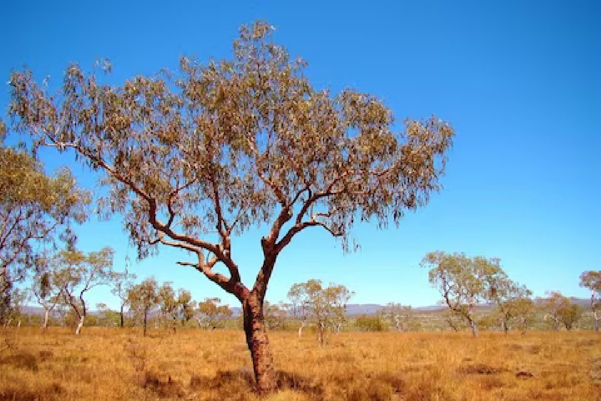 प्रतीकात्मक फोटो
