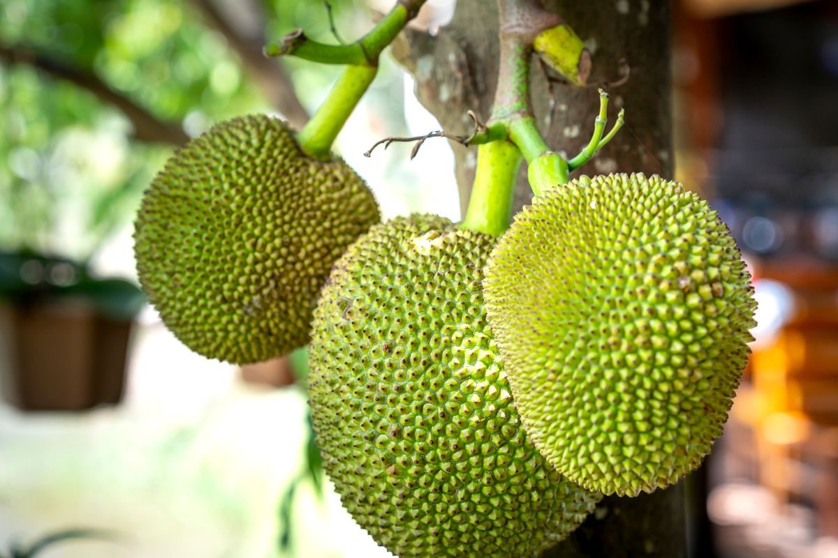 या फळामध्ये भरपूर फायबर असते, जे पचन आणि मधुमेह नियंत्रित करते.