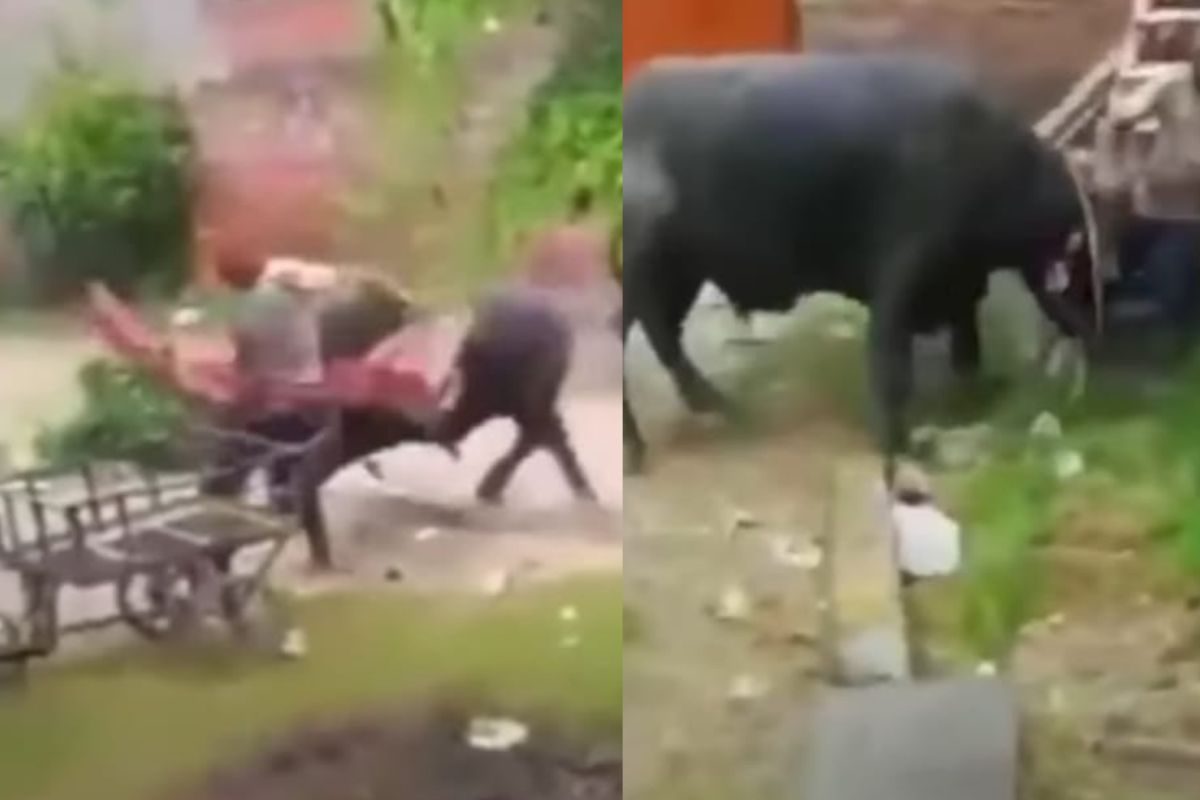 आ 'भैंस' मुझे मार! तरुणाने म्हशीला चिथवलं; पुढे जे घडलं ते भयंकर; Shocking Video Viral