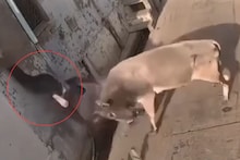 नाल्याजवळ उभा होता व्यक्ती; मागून आलेल्या 'सांड'ने केलं मोठं 'कांड', Live Video