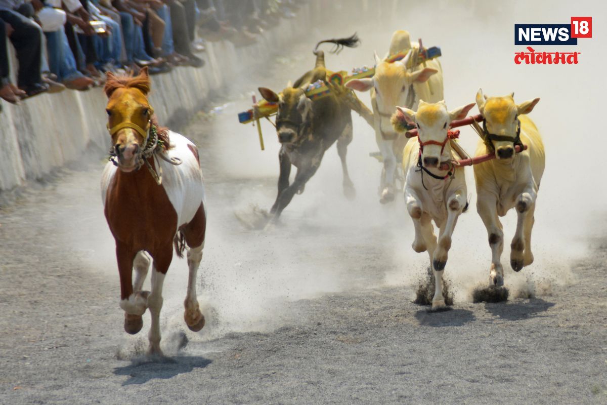 पुण्यात बैलगाडा शर्यतीवेळी दुर्घटना