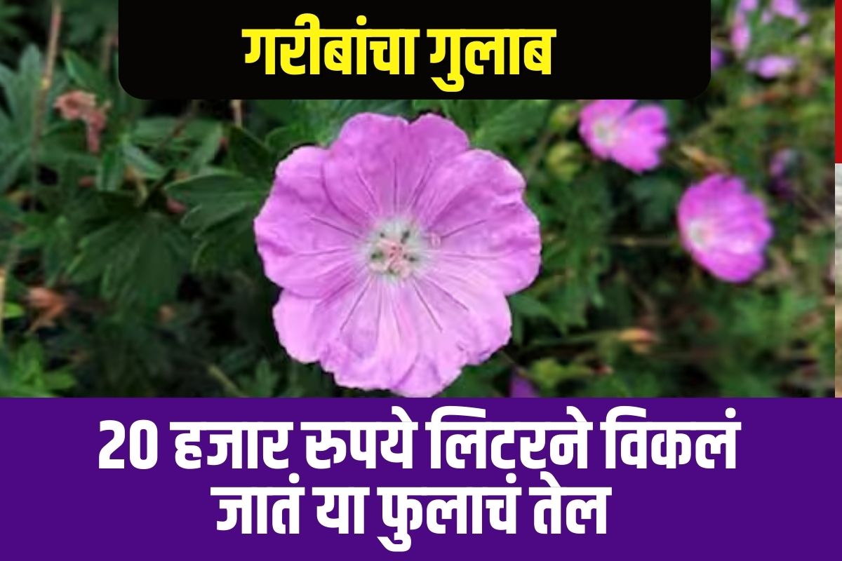 बिझनेस आयडिया