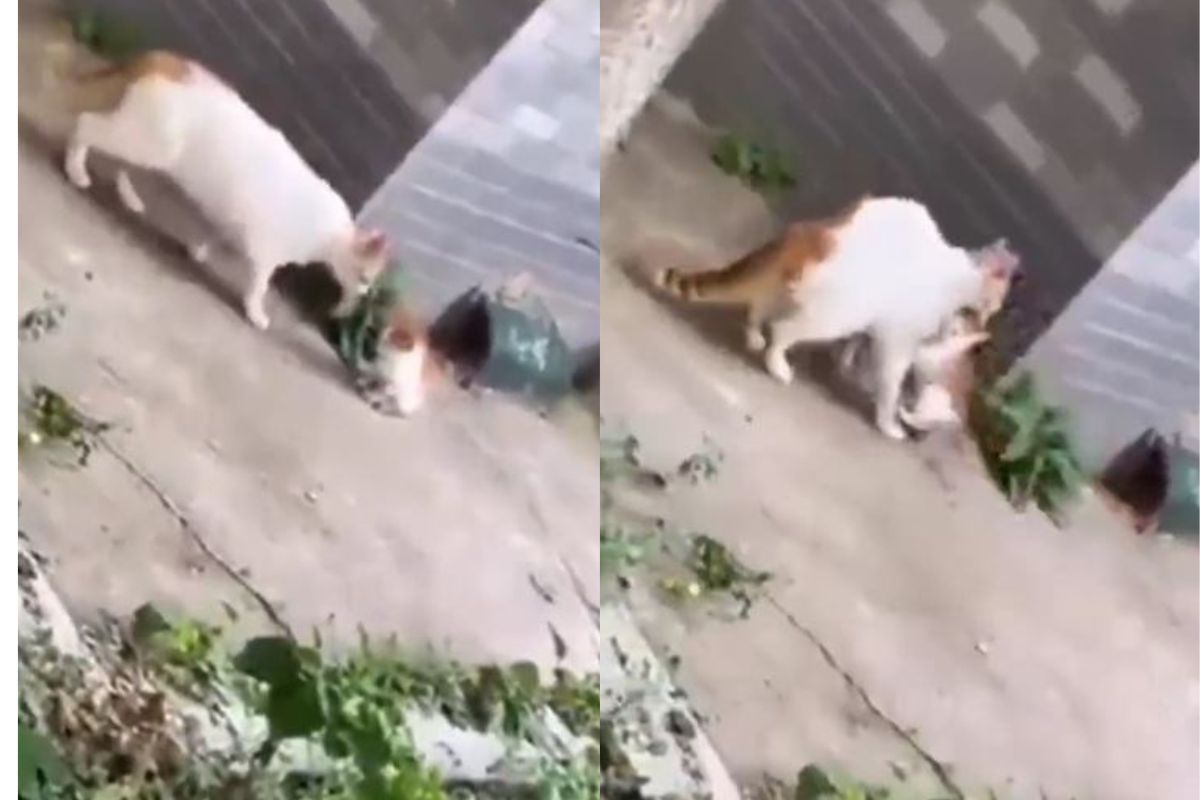 मांजरीने पिल्लासोबत काय केलं पाहा