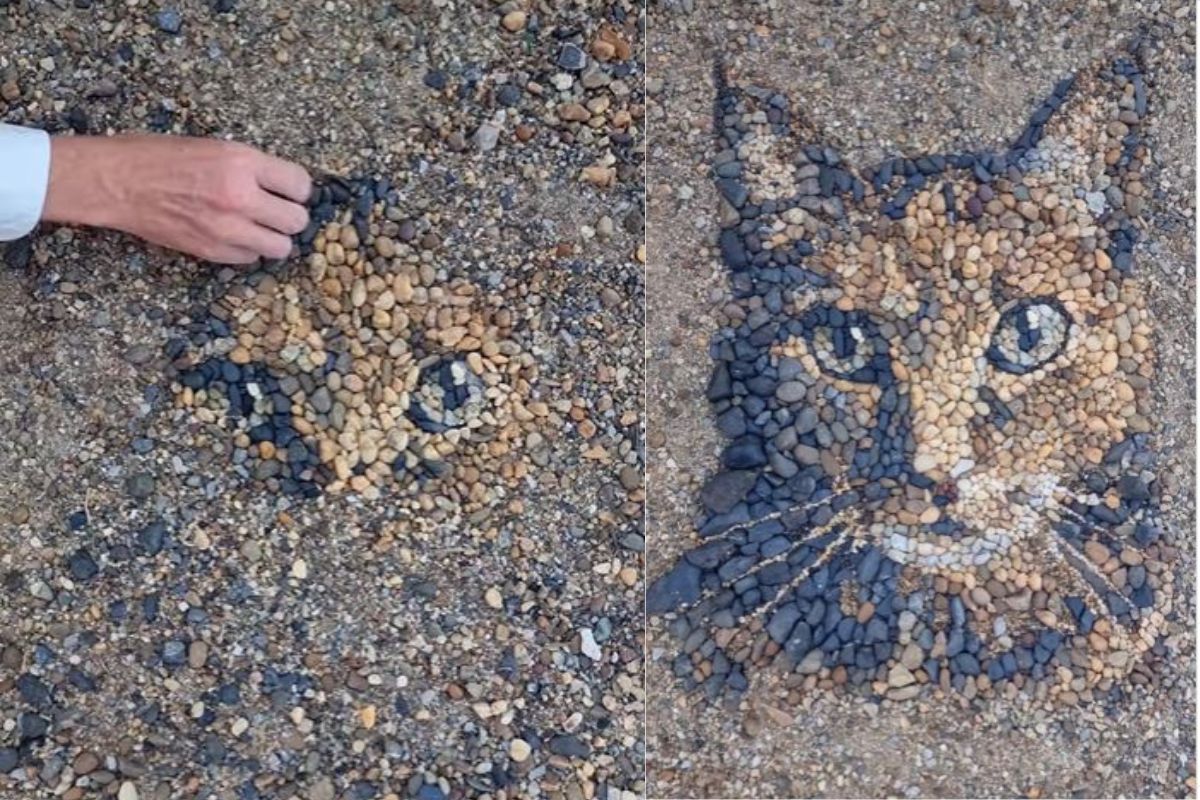 दगडांपासून बनवली मांजरीची अप्रतिम कलाकृती