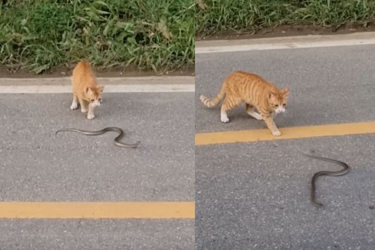 मांजरीने घेतला किंग कोब्रासोबत पंगा