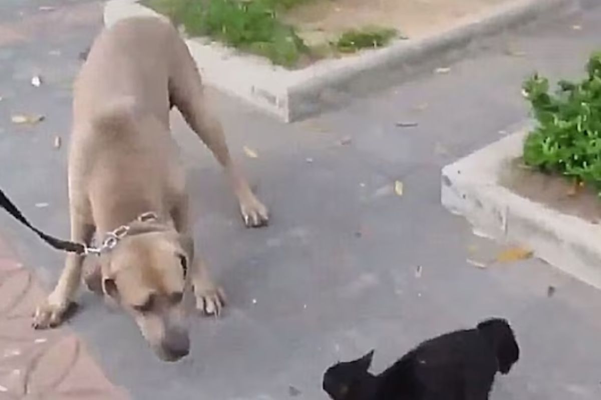 कुत्रा आणि मांजराची लढाई