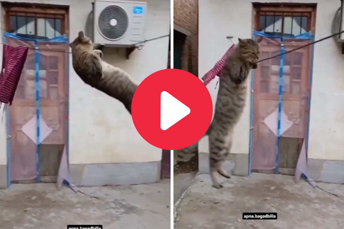 दोरीवर मस्त झोका खेळतेय मांजर
