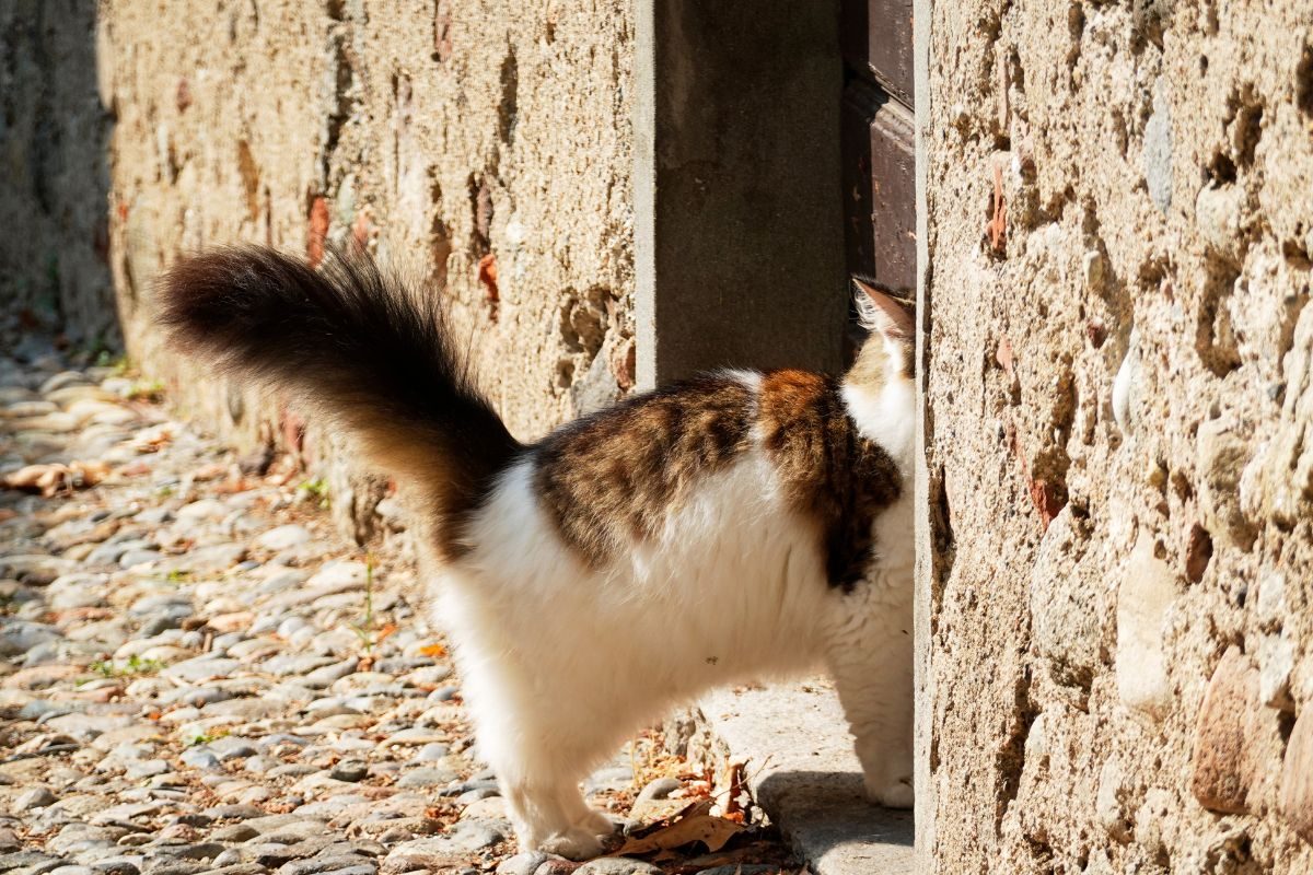 प्रतिकात्मक फोटो