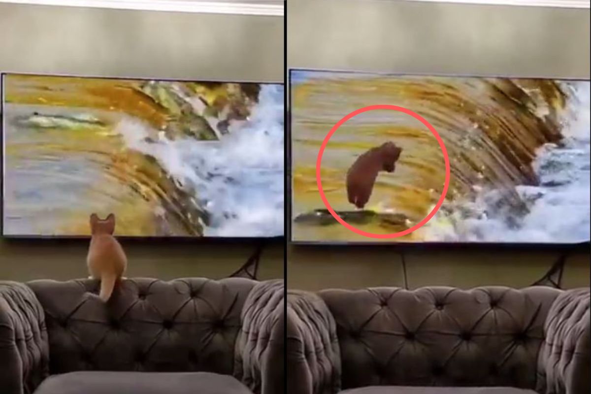 मांजरीची टीव्ही स्क्रीनवर उडी