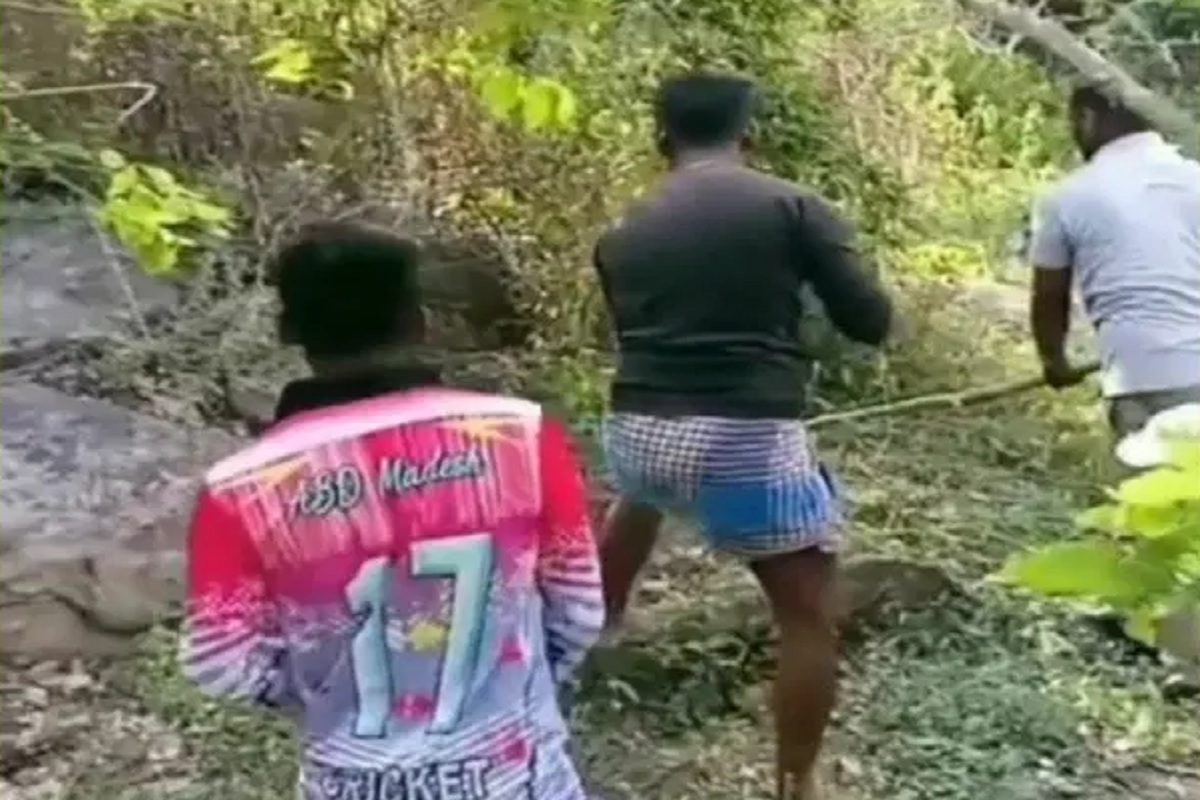 सापाला पकडतानाचं दृश्य (फोटो - इन्स्टाग्राम व्हिडीओ ग्रॅब)