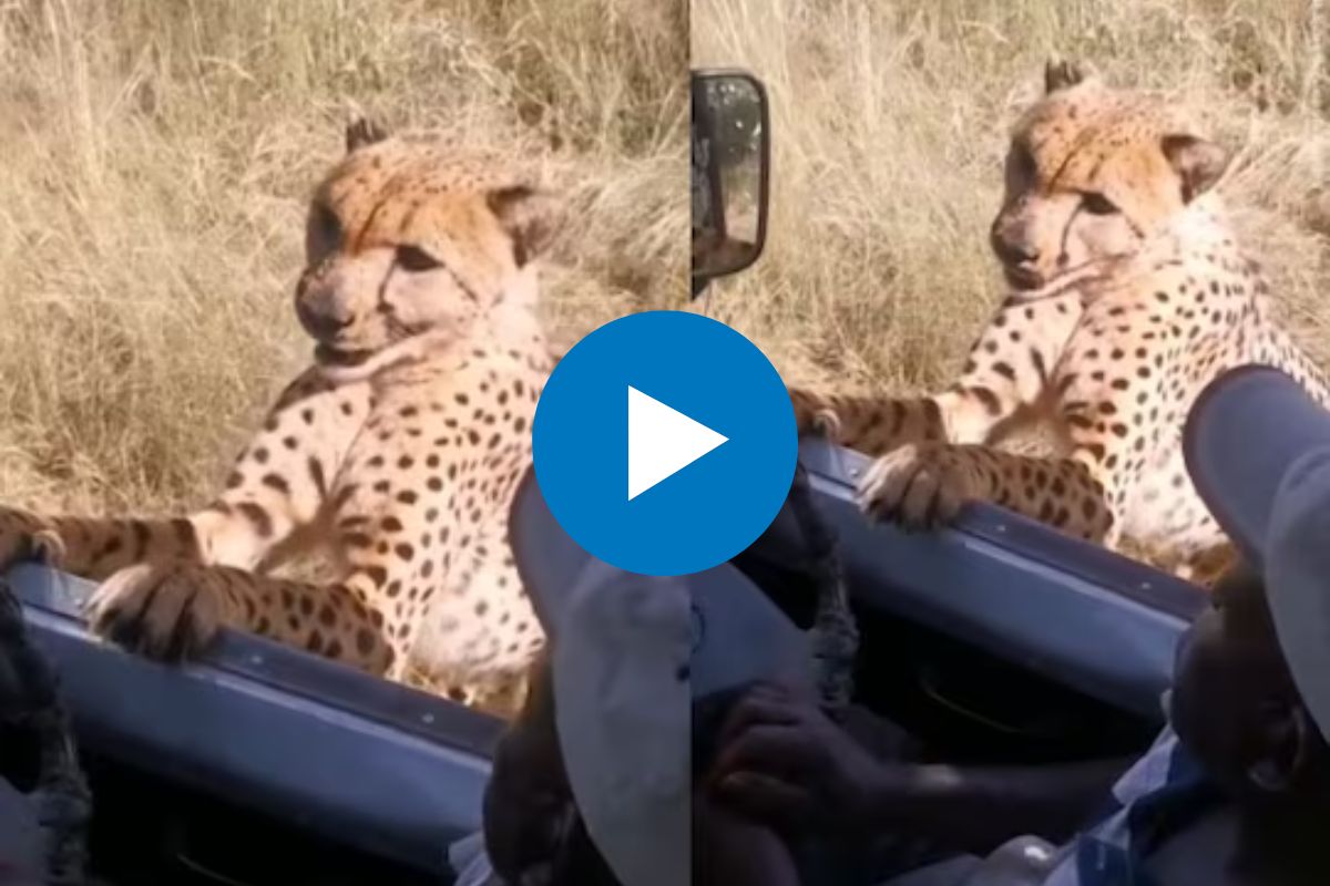 पर्यटकांच्या गाडीसमोर येऊन थांबला चित्ता