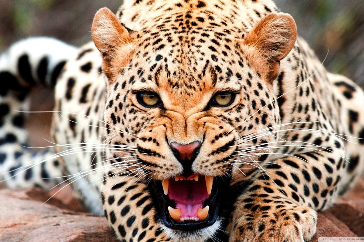 प्रतिकात्मक फोटो