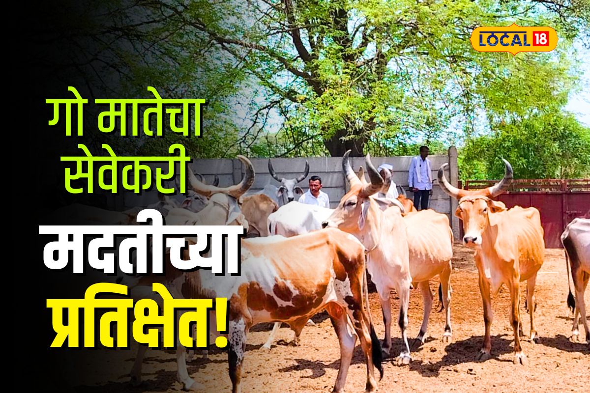 Chhatrapati Sambhaji Nagar News : 120 भाकड गायींसाठी त्याने मोसंबीची बाग दिली सोडून, चाऱ्यासाठी हवी आणखी मदत