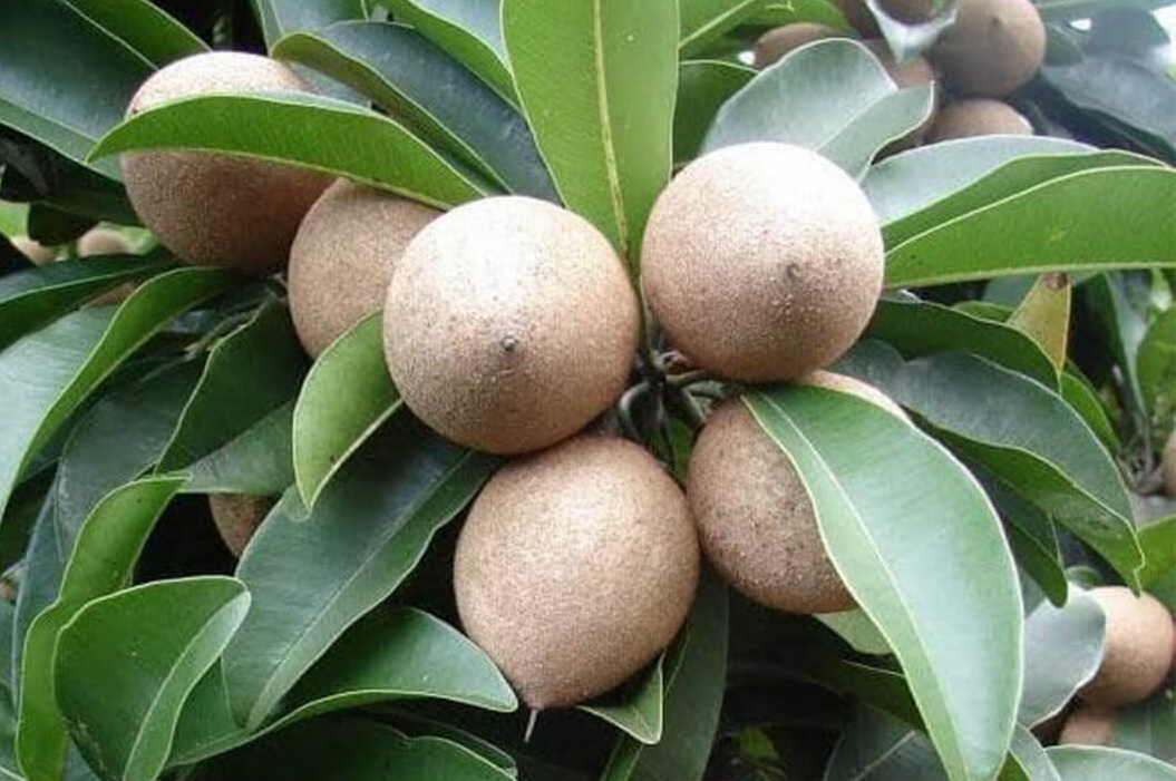 चिकूची शेती कशी करावी