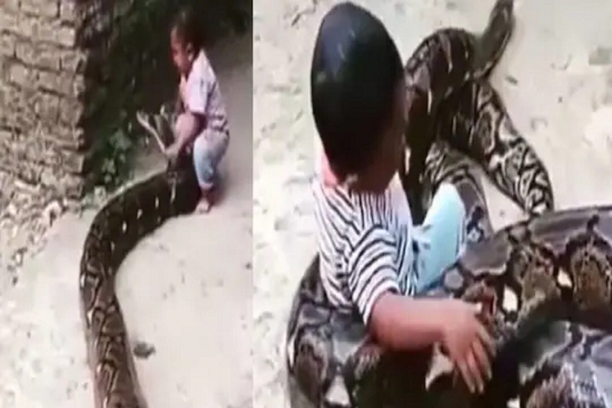 अजगरासोबत चिमुकला (फोटो - इन्स्टाग्राम व्हिडीओ ग्रॅब)