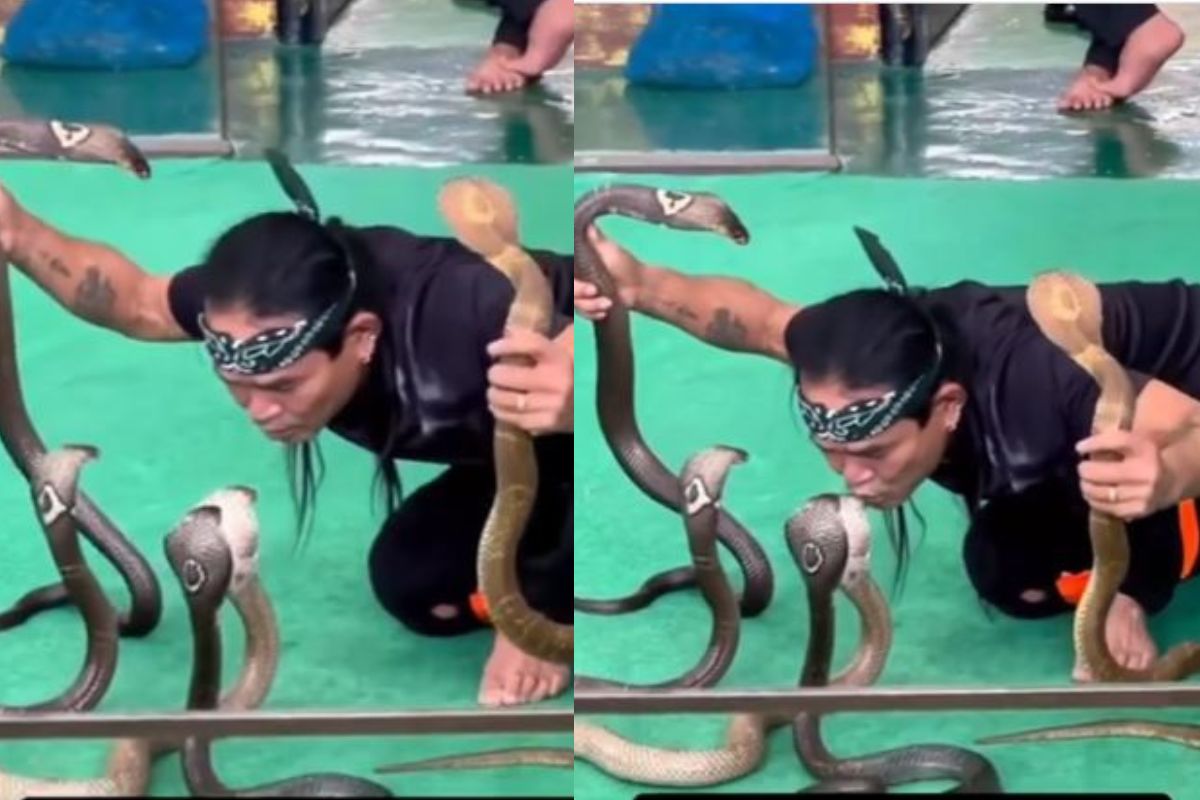 किंग कोब्राला केलं KISS