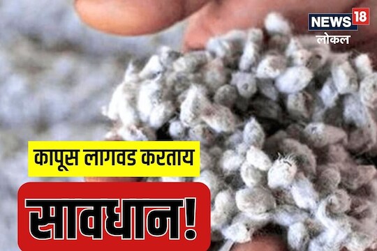 Chhatrapati Sambhaji Nagar News : शेतकऱ्यांनो, मान्सूनपूर्व कापसाची लागवड करताय? ‘हा’ आहे धोका, पाहा Video