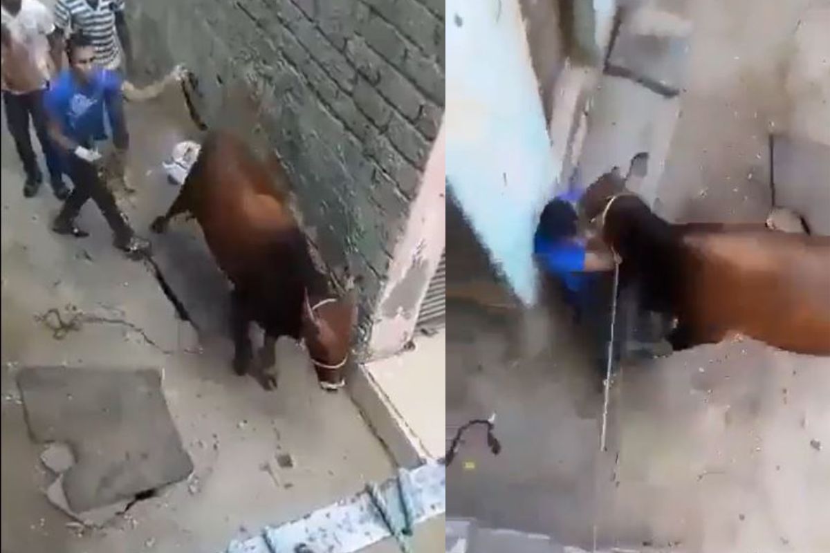 गाईने तरुणाला घडवली अद्दल