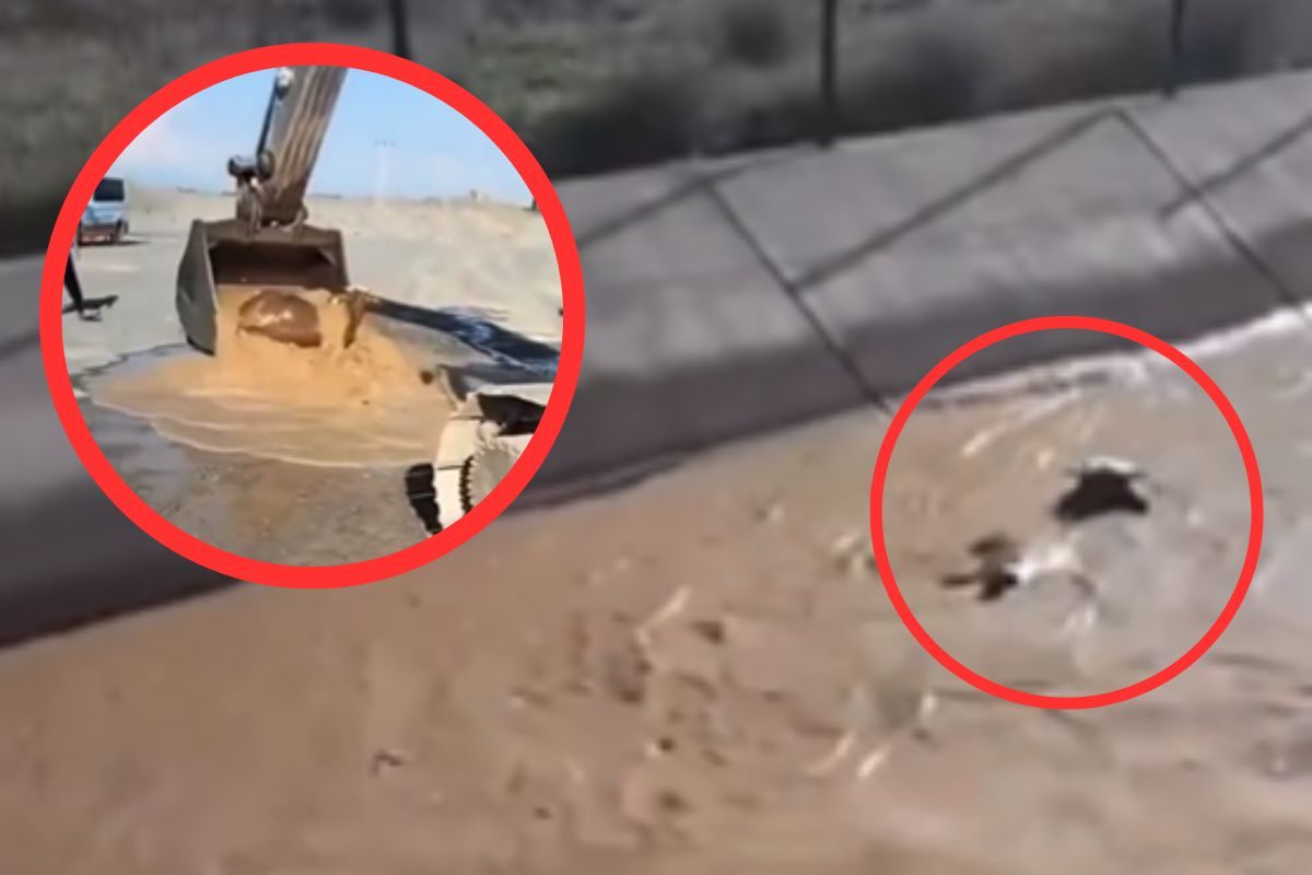 गायीचा व्हायरल व्हिडीओ