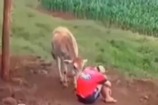 गाईने केलं मालकाचं सांत्वन