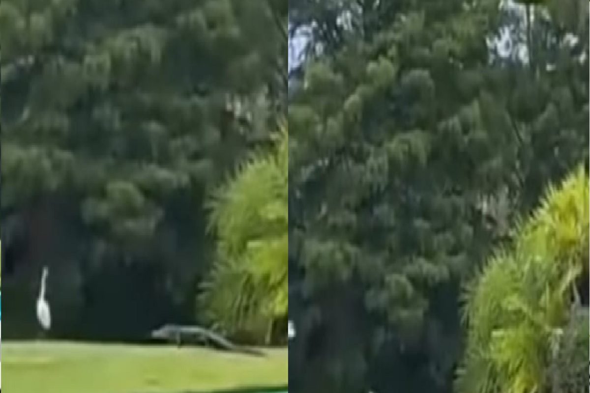 मगरीने केली मगरीची शिकार. (फोटो - इन्स्टाग्राम व्हिडीओ ग्रॅब)