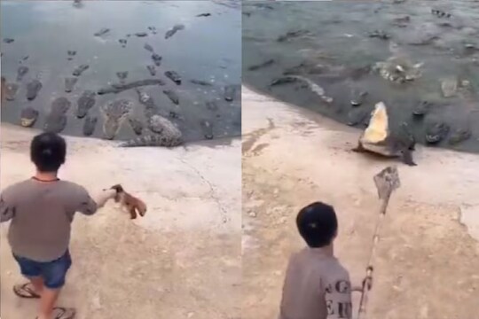 मगरीचा माणसावर हल्ला (फोटो - ट्विटर व्हिडीओ ग्रॅब)