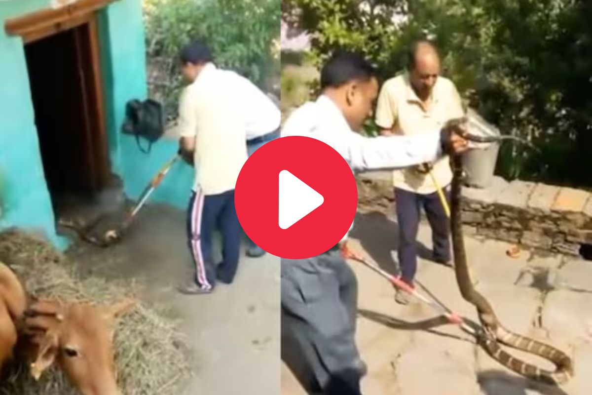 खतरनाक किंग कोब्रा घरात घुसला
