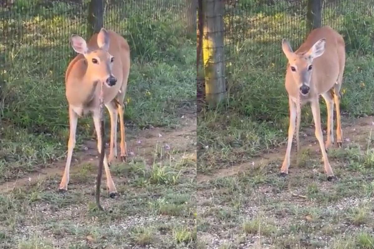 हरणाने चक्क साप खाल्ला