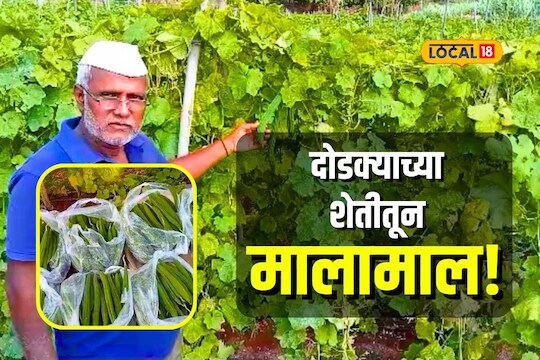 आता भात शेती पुरे, शेतकऱ्याने शेतात केला नवीन प्रयोग, शून्य मशागत  करून लाखो रुपये कमावले Video 