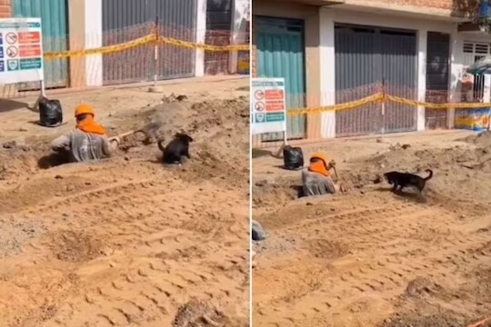 श्वानाने केली मालकाची मदत 