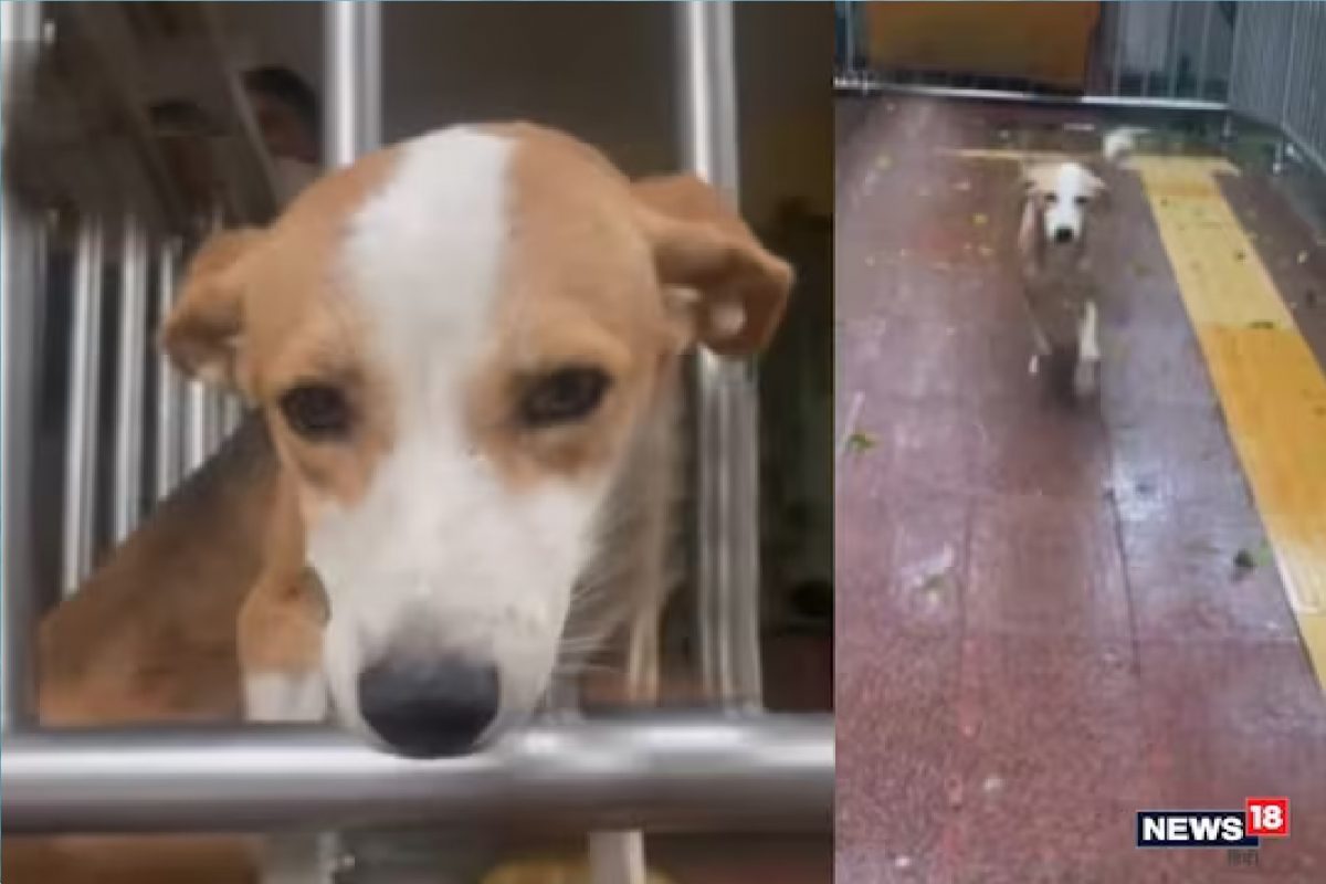 पुष्पा डॉगीचा व्हिडीओ