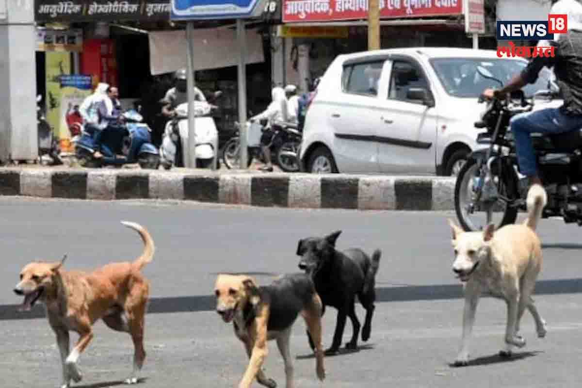 केरळमध्ये भटक्या कुत्र्यांचा हैदोस