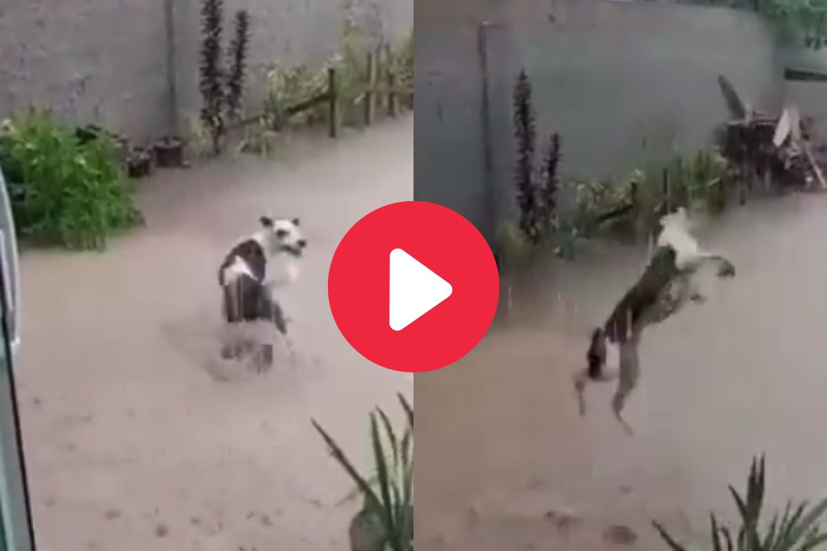 पावसात कुत्र्याचा डान्स