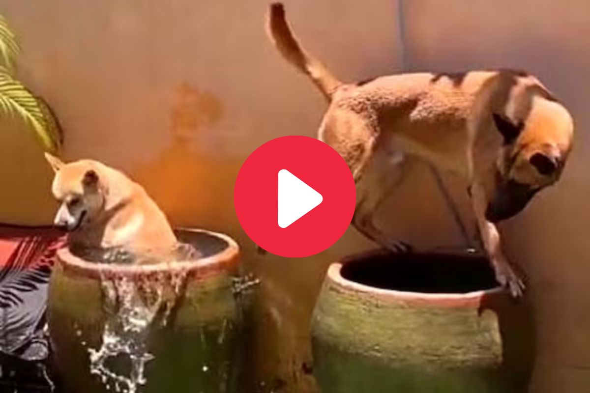 गरमीपासून वाचण्यासाठी कुत्र्यांचा जुगाड